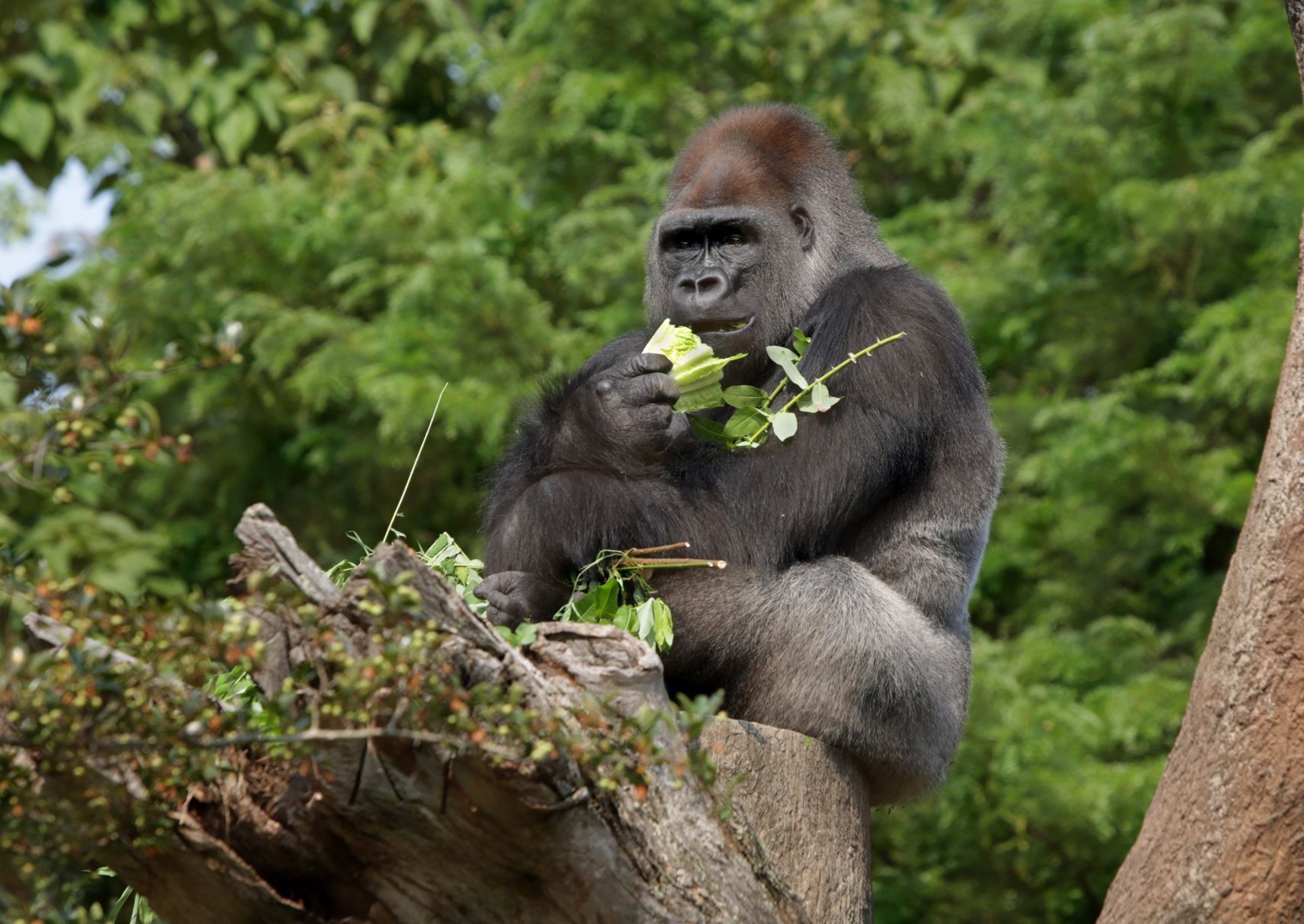Browse for zoo animals